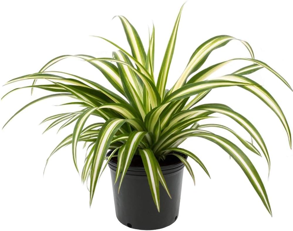 Spider Plant with long leaves with dark and light green color is the best evergreen indoor plant