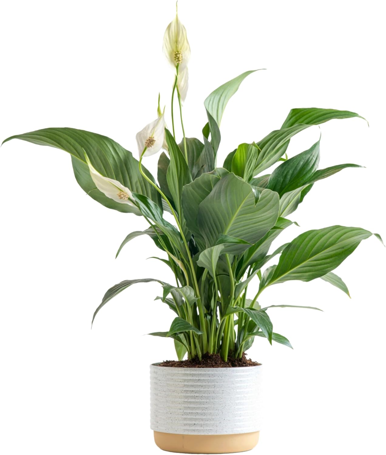Peace Liy a beautiful evergreen indoor plant with white flower and big leveas.