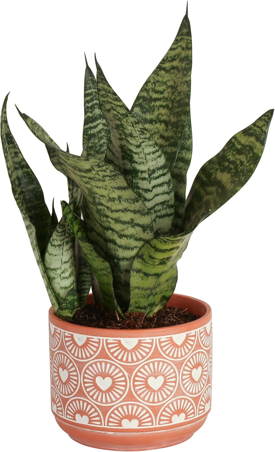 Snake plant with beautiful sword like leaves in a pot is the best evergreen indoor plant