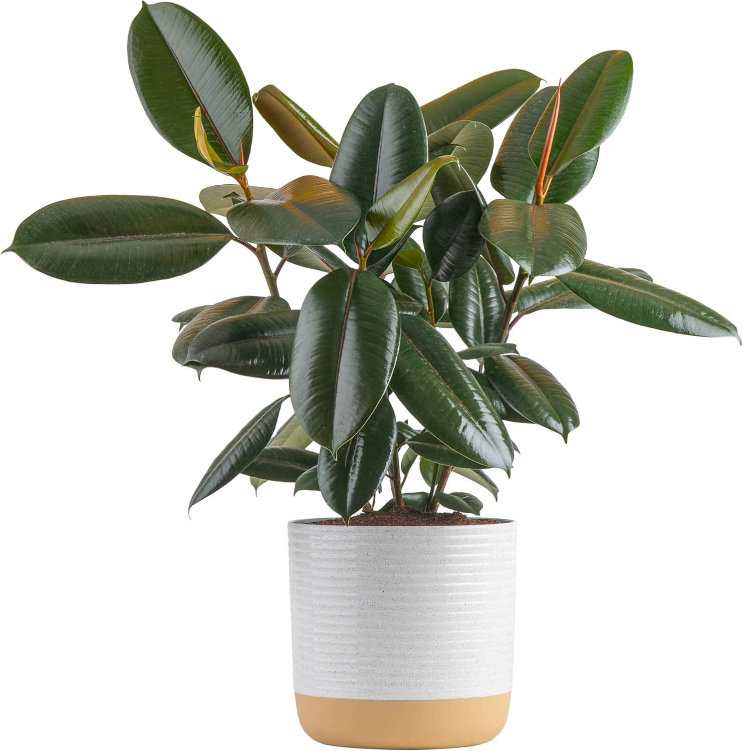 Rubber evergreen indoor plant with ovel dark leaves looks beautiful