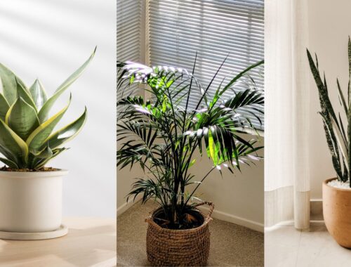 Best Evergreen Indoor Plants: Easy to Take Care