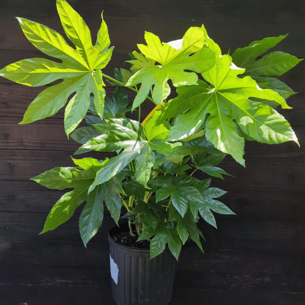 Japanese Aralia is the best Japanese house plant