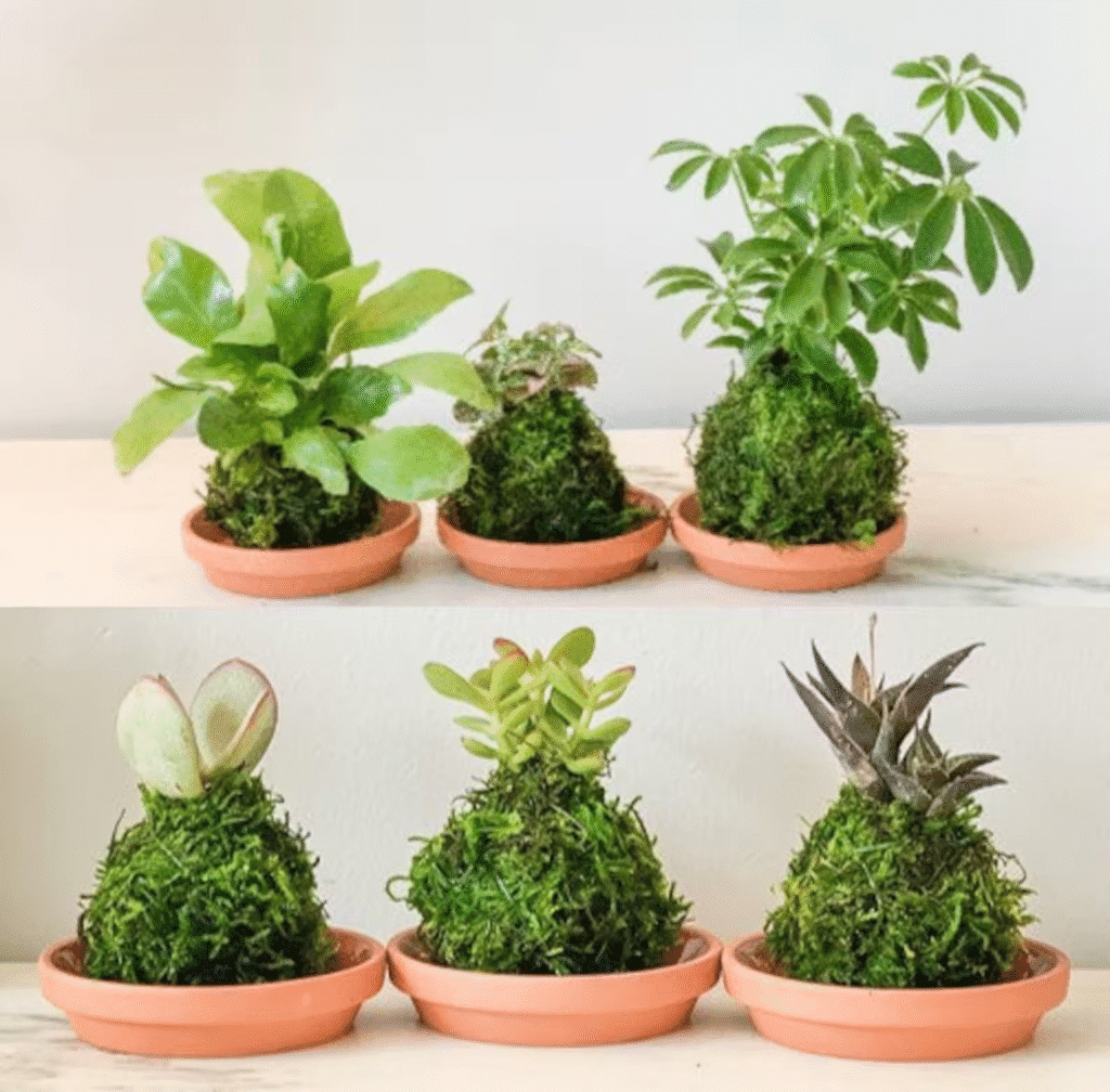 Kokedama aka moss ball is the best japanese house plant