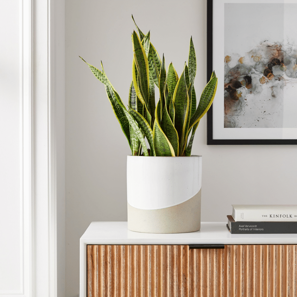 snake plant sansevieria is best  japanese house plant